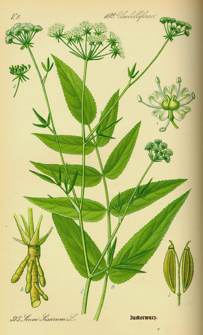 May include: Botanical illustration of a plant with green leaves and small white flowers. The image includes detailed drawings of the plant's root system and seed pods, labeled with numbers and letters. The text includes the name "Sium Sisarum L."