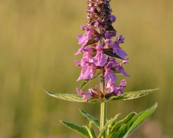 Marsh Woundwort Tubers - Stachys palustris - AKA Marsh Hedgenettle Hedge Nettle - Organic