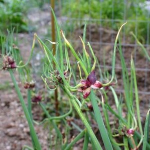 May include: Close-up of green onion plants with purple seed heads. The onion plants have long, slender green stalks and are growing in a garden setting. The seed heads are a deep purple color and are in various stages of development.