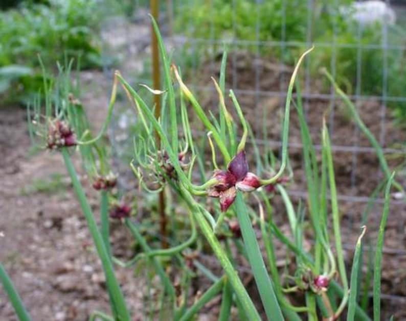May include: Close-up of green onion plants with purple seed heads. The onion plants have long, slender green stalks and are growing in a garden setting. The seed heads are a deep purple color and are in various stages of development.