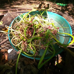 May include: A teal bowl filled with freshly harvested garlic scapes, featuring long green stems and bulbous purple flower heads. The bowl sits on a metal grate, with sunlight casting shadows.