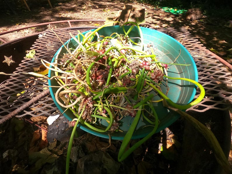 May include: A teal bowl filled with freshly harvested garlic scapes, featuring long green stems and bulbous purple flower heads. The bowl sits on a metal grate, with sunlight casting shadows.