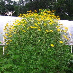 Sunchoke Variety Pink Crispy Helianthus tuberosa Sunroot Jerusalem Artichoke Individual Tubers image 2