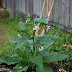 Russian Comfrey Live Root Cuttings - Bocking 14