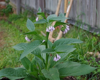 Russian Comfrey Live Root Cuttings - Bocking 4 Cultivar