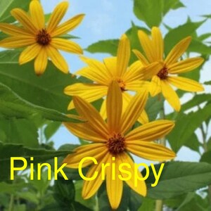 Sunchoke Variety Pink Crispy Helianthus tuberosa Sunroot Jerusalem Artichoke Individual Tubers image 1