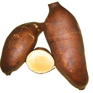 Yacon Storage Tubers for Eating - Sweet Fruit-Like Veg.-AKA Peruvian ground apple-pear strawberry jicama Bolivian sunroot llacon sweet-root