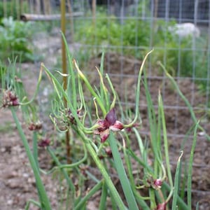 Egyptian Walking Onion Bulbs: Heirloom Perennial Tree Onion - Organic, easy to grow image 1