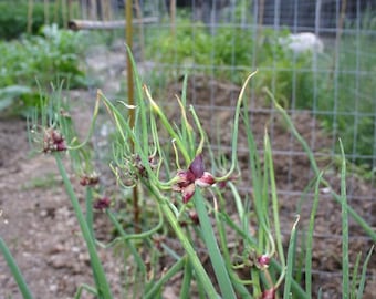 Egyptian Walking Onion Bulbs: Heirloom Perennial Tree Onion - Organic, easy to grow