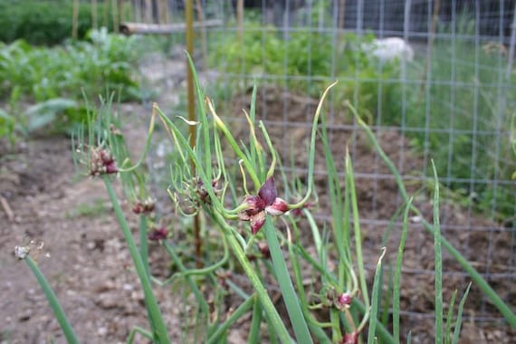 Egyptian Walking Onion Bulbs: Heirloom Perennial Tree Onion - Organic, easy to grow