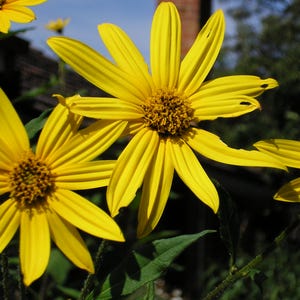 Clearwater Variety Sunchoke Tubers - Jerusalem Artichoke - Organic sunchokes - Mild flavor, large plants, lots of flowers and heavy yields