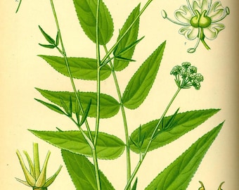 Organic Skirret Starter Plants - (Sium sisarum) - Easy to Grow Root Vegetable