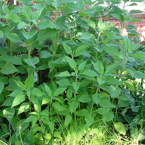 Jerusalem Artichoke EARLY Dwarf Sunray Variety - Organic Sunchoke Sunroot Individual Tubers for planting or eating