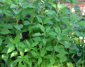 Organic Jerusalem Artichoke Tubers: Early Dwarf Sunray Sunchoke for Planting
