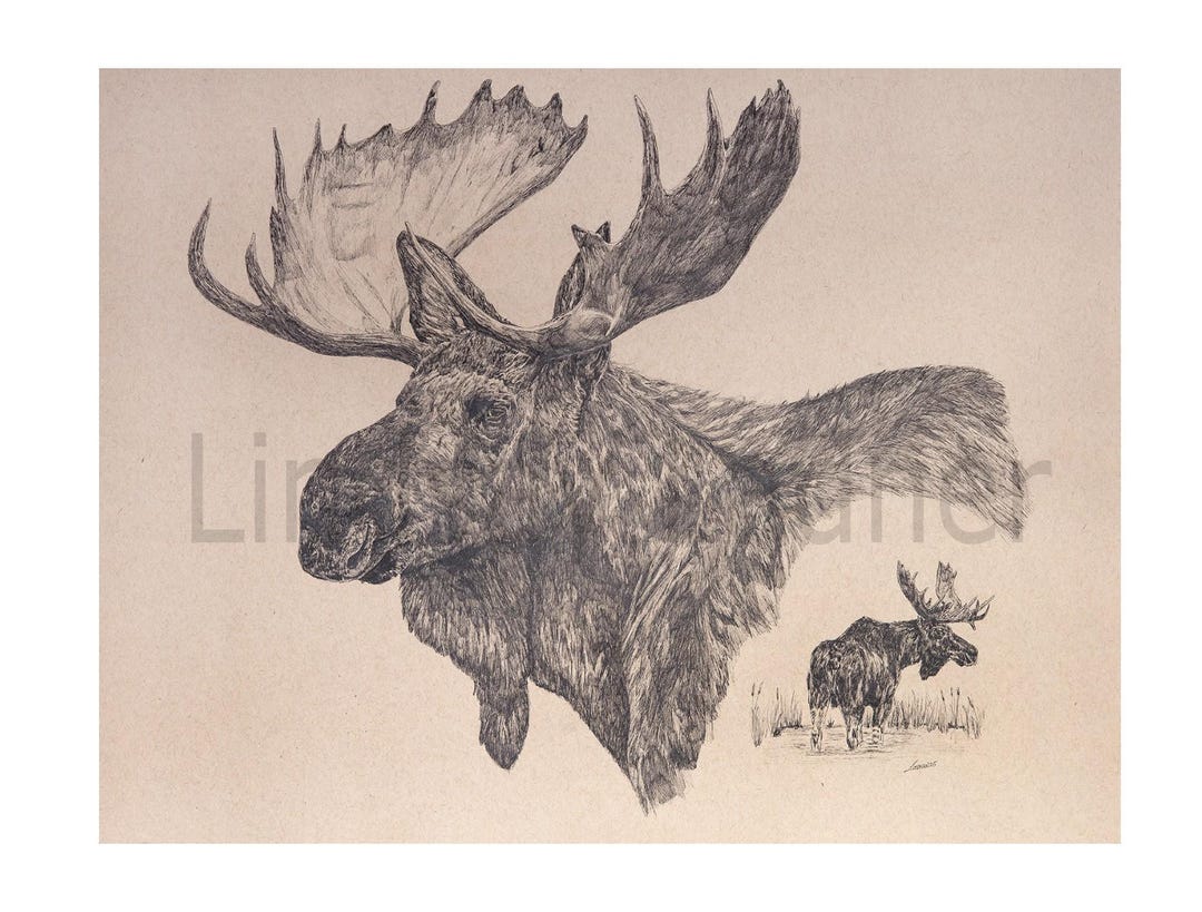 Spirit of the Marsh, Bull Moose Ink Drawing - Etsy