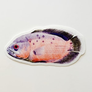 Oscar Fish Vinyl Sticker | 4&quot; x 2&quot; Die Cut Decal from Original Colored Pencil Drawing