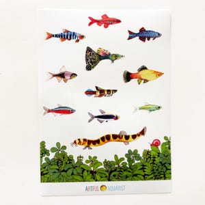 Assorted Freshwater Fish Vinyl Sticker Sheet | 5&quot; x 7&quot; Glossy Stickers from Original Colored Pencil Art