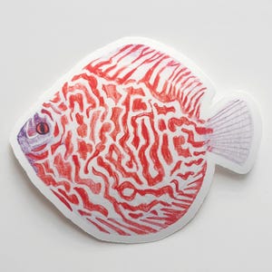 Discus Fish Vinyl Sticker – Hand-Drawn with Colored Pencil