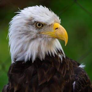 Bald Eagle Close-Up – Nature Photo Print, Patriotic Gift, Bird Photography Wall Art