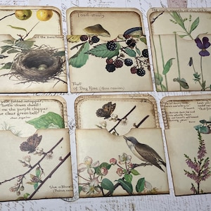 Bolsillos de biblioteca Edith Holden con tarjetas de diario, material efímero para diario