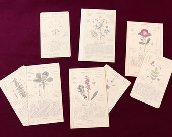 Botanical pocket card with additional journaling card  - A Botanist’s Dream