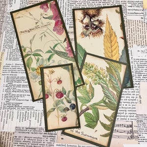 Tarjetas del diario de Edith Holden