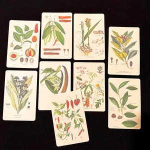 Cartes d'herbes et d'épices en 2 tailles