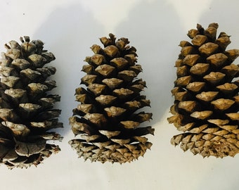 Real Georgia Pine Cones 12 Pieces - Holiday Craft Supplies - Natural Materials