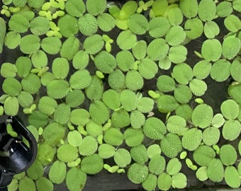 Water Spangles (Salvinia minima) floating aquatic plant