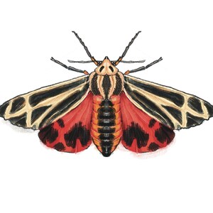 May include: A detailed illustration of a moth with spread wings. The forewings feature a black and cream-coloured geometric pattern, while the hindwings are vibrant red with black spots. The central body is striped in black and orange-red.