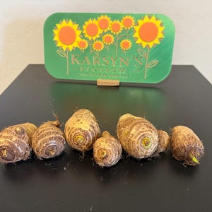 sprouting Colocasia’s (Taro) & Thai Giant Elephant ear Bulbs