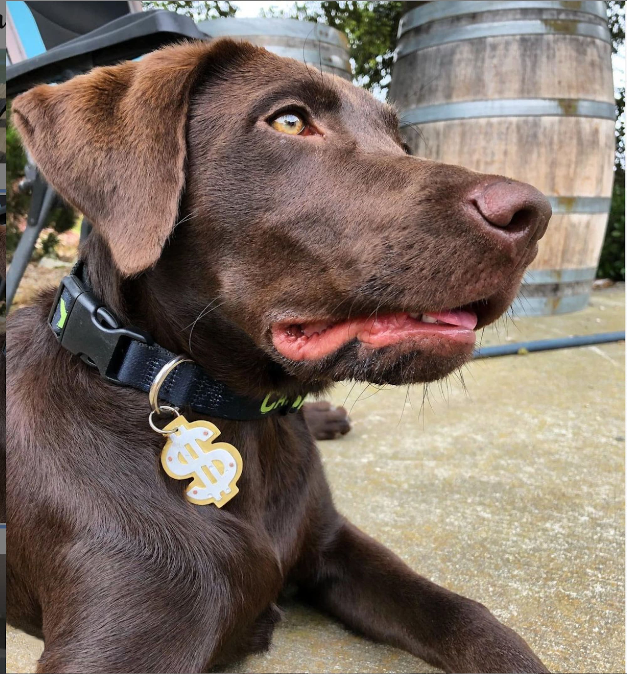 Dollar sign dog tag discount