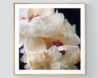 Large Peony Photograph, Flower Photograph, Spring Art, Pearl, Fine Art Photograph, Botanical Print, Floral Art, Gift For Mom, Peonies Print,