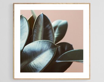 Ficus Print, Plant Photograph, On Pink, Ficus Elastica #2, Rubber Plant Print, Ficus Art, Botanical Print, Wall Decor, House Plant Print