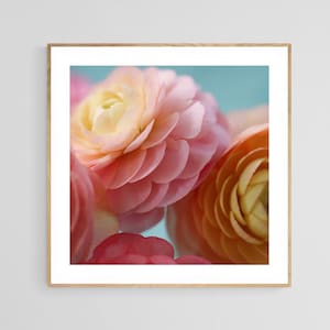 Flower Photograph, Ranunculus Print, Light From Within, Fine Art Photograph, Flower Art, Botanical Print, Pink Art, Oversized Art, Floral image 1