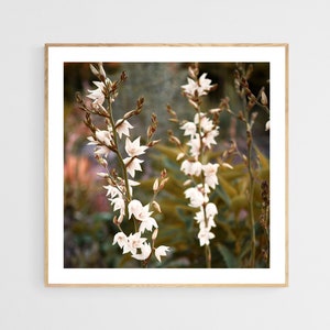 Yucca Flower Phototograph, Yucca Wall Art, Botanical Print, Floral Wall Art, Flower Art Print, Romantic Print, White Floral Photo,Nature Art