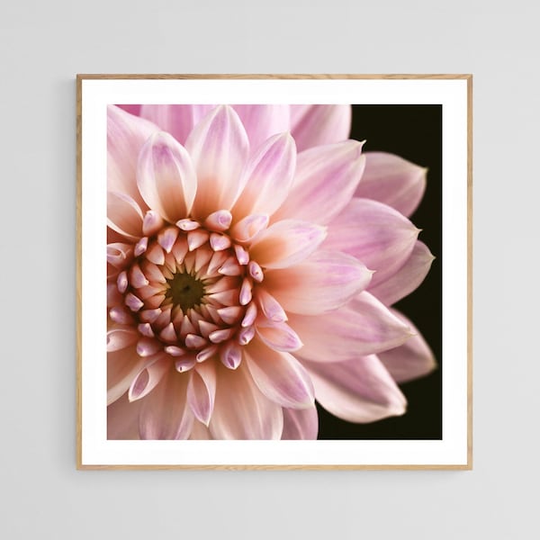 Dahlia Print, Macro Flower Photograph, Delightfully Dahlia, Fine Art Photograph,Floral Art, Botanical Print, Oversized Art, Flower Photo