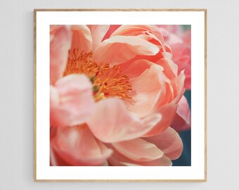 Peony Photograph, Flower Photograph, Paeonia 8, Peonies Print, Botanical Art Print, Fine Art Photograph, Floral Art, Oversized Art, Pink Art