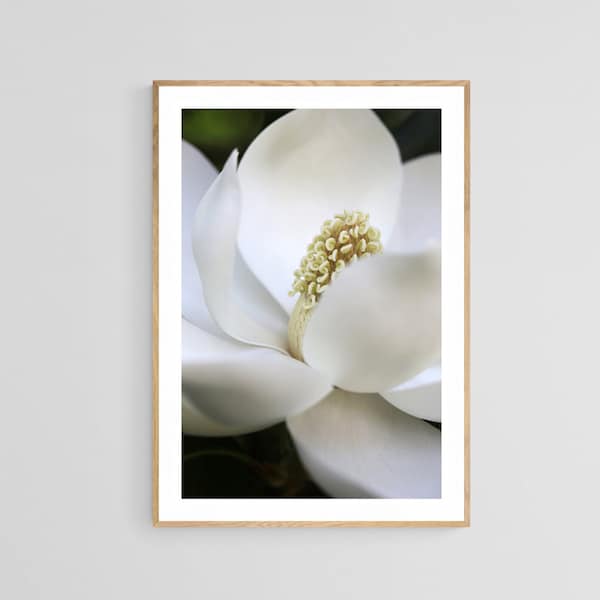 Magnolia Tree Photograph, Grandiflora #2, Botanical Art, Flower Print, Oversized Print, Magnolia Art Print, Nature Art, Floral Art Print