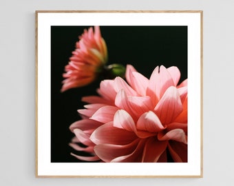 Dahlia Print, Macro Flower Photograph, Being Seen, Fine Art Photograph,Floral Art, Botanical Print, Oversized Art, Flower Photo