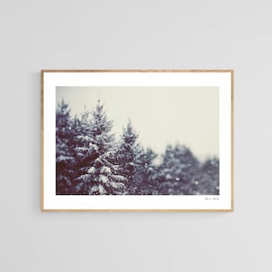 Woodland Art, Winter Photograph, Snow Photography, Winter Daydream #2, Pine Tree, Snow Art, Winter Print, Michigan Art, Winter Art