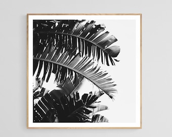 Palm Tree Wall Art, Black and White Photo, Tropical Art, Florida Photograph, No. 3, Tropical Print, California, Florida Print, Oversize Art