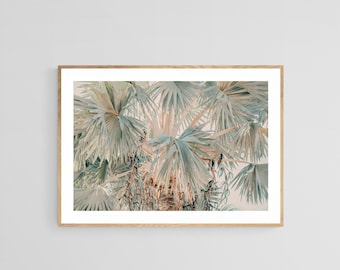 Palm Tree Photograph, Bismarck Morning #2, Tropical Art Print, Palm Tree Print, California Art, Florida Print, Oversize Photo, Bismarck Palm