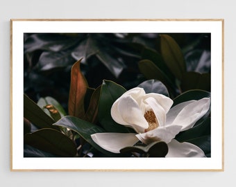 Magnolia Tree Photograph, June Magnolia #2, Botanical Art, Flower Print, Oversized Print, Tree Print, Wall Decor, Nature Art, Floral Print
