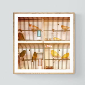 Paris Photography, French Photograph, Paris Print, Bird Art, Yellow Art, Finch, Canary Print, Marche aux Oiseaux 2, Paris Market Print