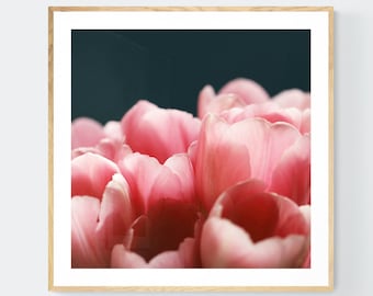 Tulip Photograph, Flower Photograph, Tulips On Blue, Tulip Art, Pink Print, Floral Art Print, Botanical Art Print, Flower Print, Alicia Bock