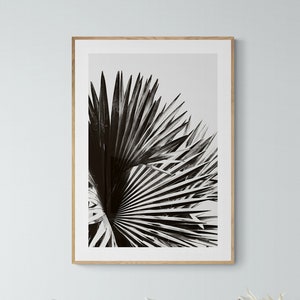 Palm Tree Print, Black and White Photograph, Tropical Art, Travel Photograph, No. 8, Tropical Print, California Art Print, Florida, Oversize