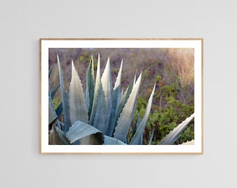 Agave Print, Succulent Photo, Floral Photo, Agave Morning, Desert Print, Cactus Art Print, Floral Art, Oversized Wall Decor, Alicia Bock