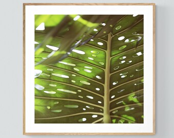 Monstera Print, Green Leaf Print, Botanical Photograph, Tropical Light, Fine Art Photograph, Alicia Bock, Green Art, Floral Art, Tropical