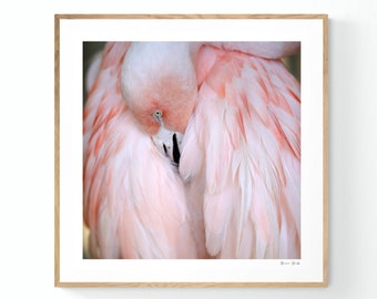 Flamingo Print, Feather Art, Flamingo #2, Bird Art, Animal Print, Fine Art Photograph, Oversized Print, Bird Art, Pink Art, Flamingo Art